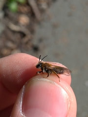 Andrena helvola