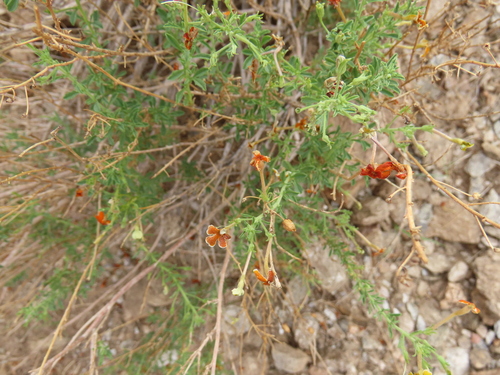 Image of Jamesbrittenia huillana by no rights reserved