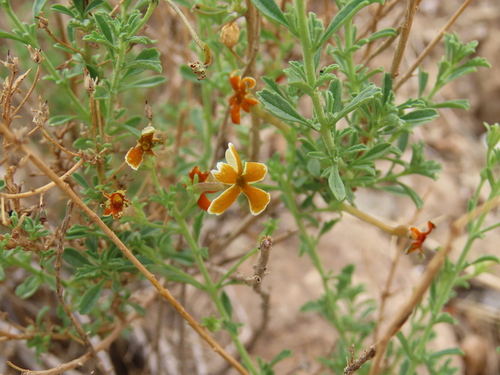 Image of Jamesbrittenia huillana by no rights reserved