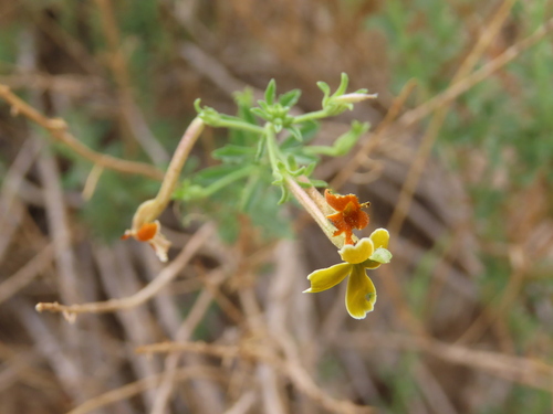 Image of Jamesbrittenia huillana by no rights reserved