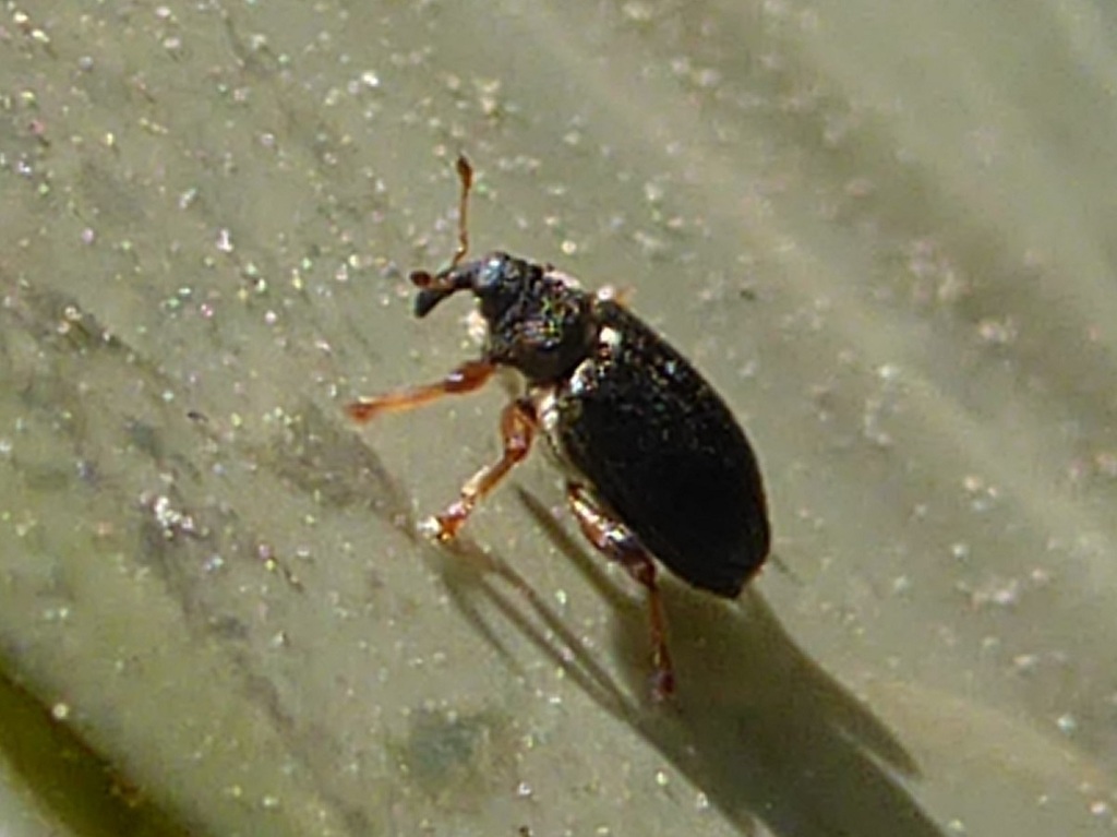 Isochnus populicola