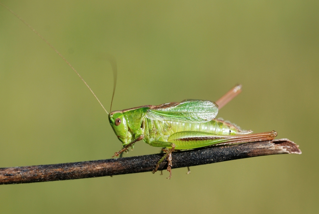 Two-coloured Bush-cricket