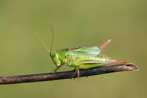 Two-coloured Bush-cricket