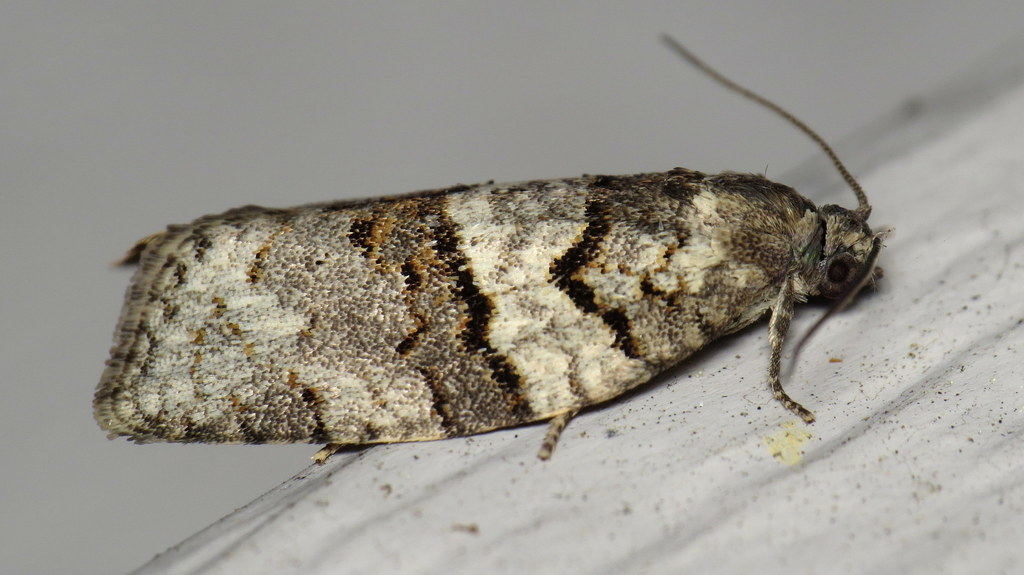Gray Leafroller Moth