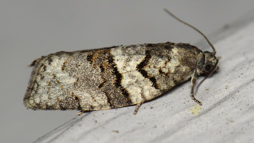 Gray Leafroller Moth