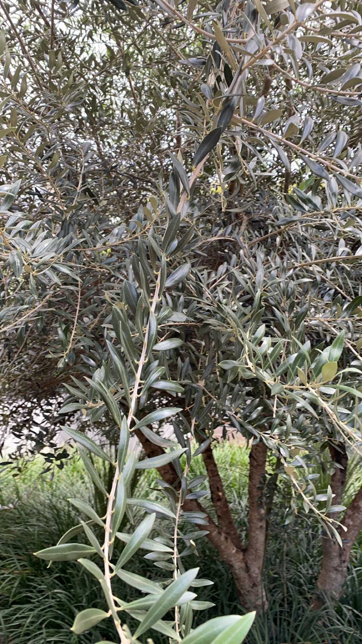 Olea europaea