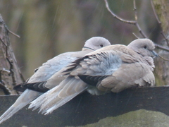 Streptopelia decaocto