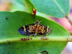 Lygropia