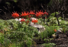 Nerine sarniensis