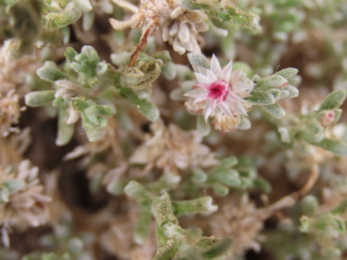 Image of Helichrysum pumilio by no rights reserved