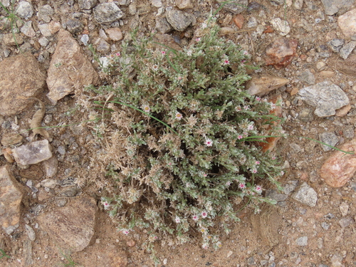 Image of Helichrysum pumilio by no rights reserved