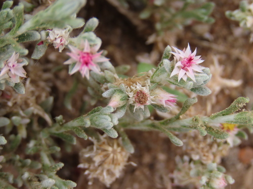 Image of Helichrysum pumilio by no rights reserved
