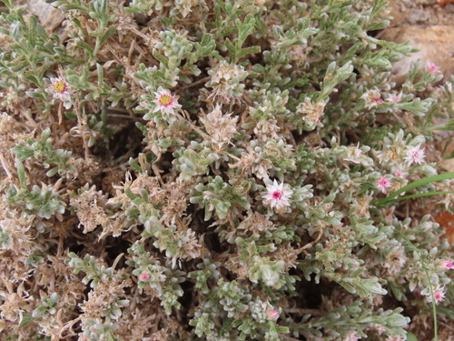 Image of Helichrysum pumilio by no rights reserved
