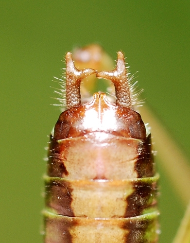 Short-winged Conehead, photo 4 of 10