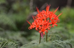 Nerine sarniensis