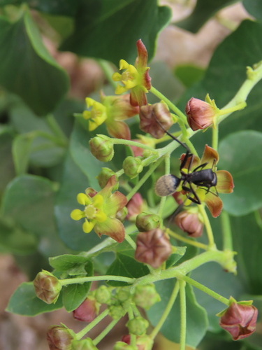 Image of Pentarrhinum insipidum by no rights reserved