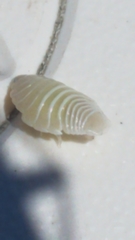 Cymothoidae