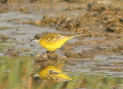 Motacilla flava cinereocapilla