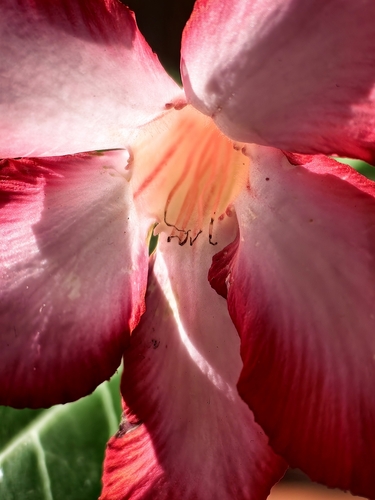 Rosa-do-deserto