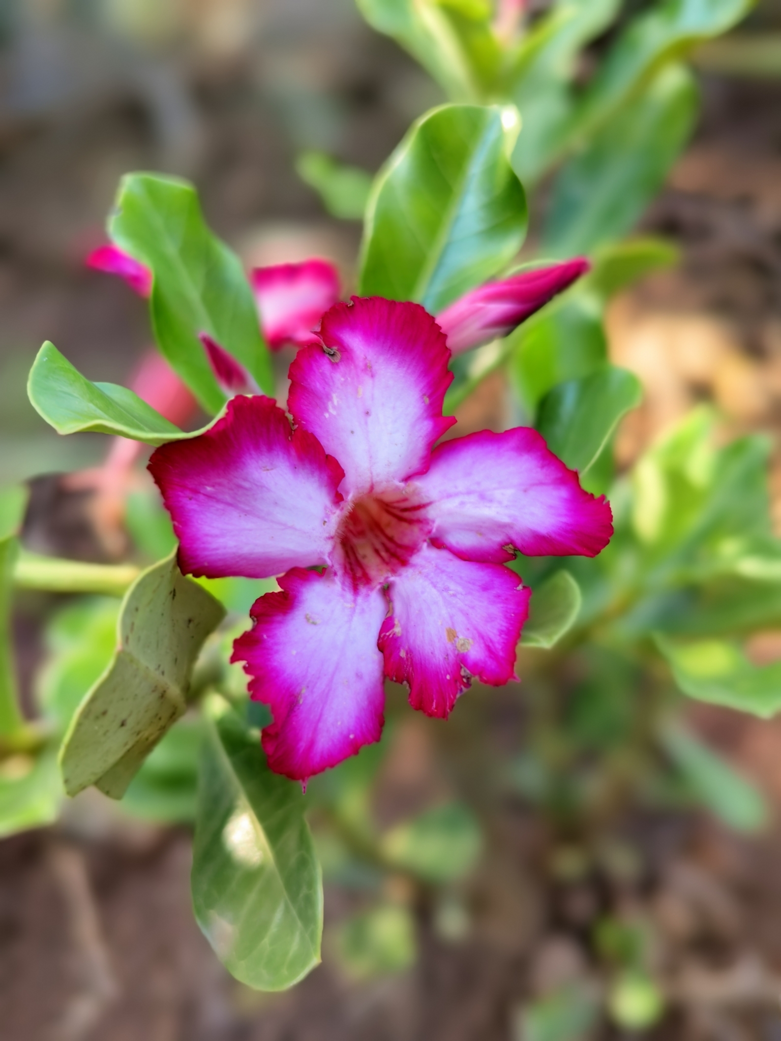 Imagem de Rosa-do-deserto