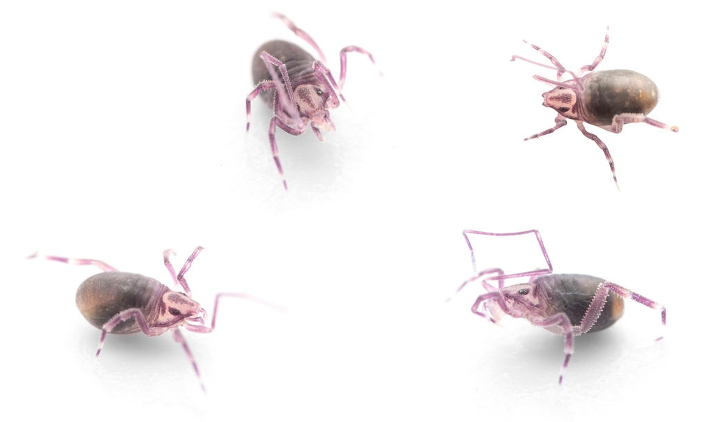 Opilioacarus baeticus