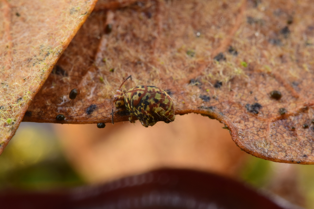 Vesicephalus europaeus