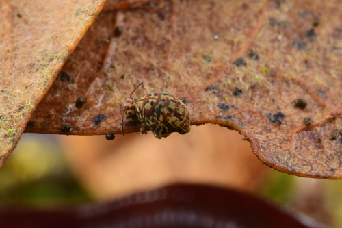 Vesicephalus europaeus