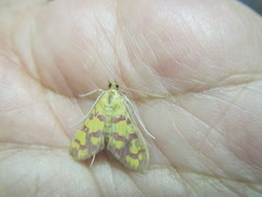 Stenochora lancinalis