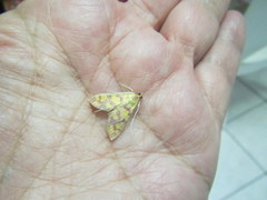 Stenochora lancinalis