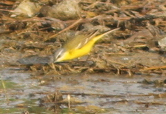 Motacilla flava iberiae