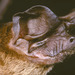 Railer Free-tailed Bat - Photo (c) Jakob Fahr, some rights reserved (CC BY-NC), uploaded by Jakob Fahr