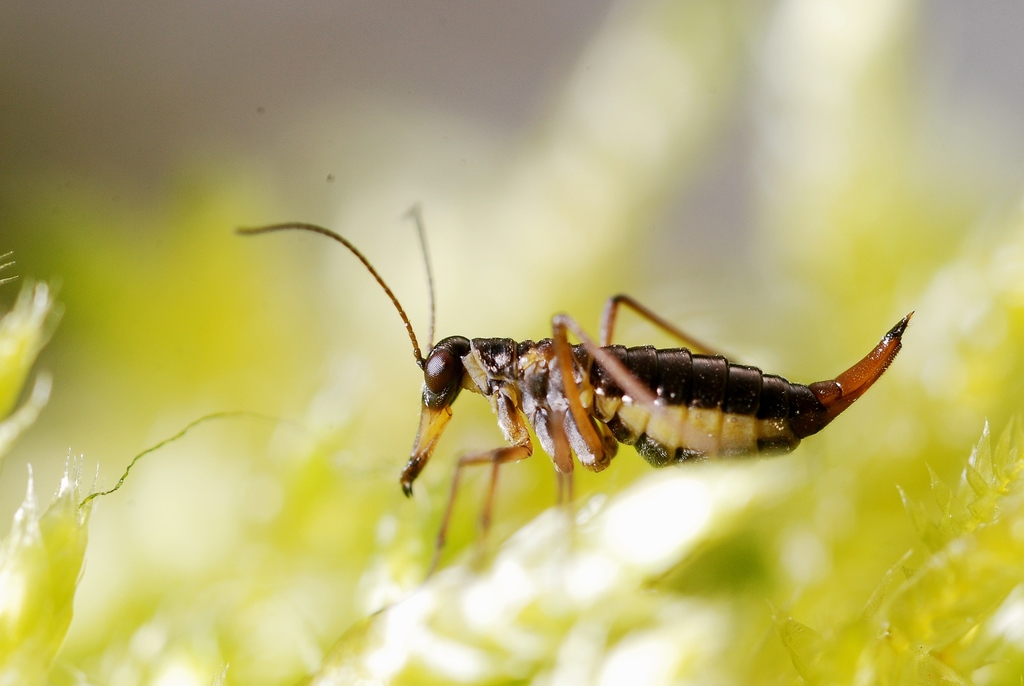 Snow Flea