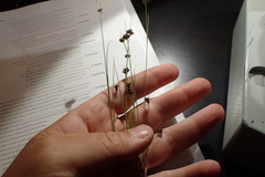 Rhynchospora debilis