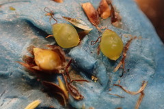 Rhynchospora debilis