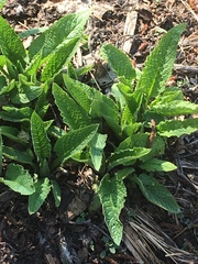 Angiospermae