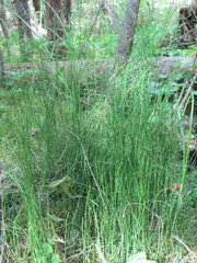 Equisetum scirpoides image