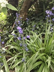 Hyacinthoides hispanica