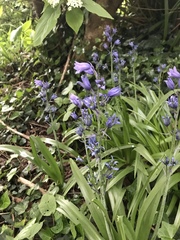 Hyacinthoides hispanica