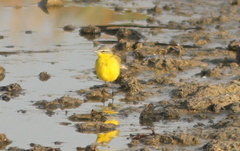 Motacilla flava flava