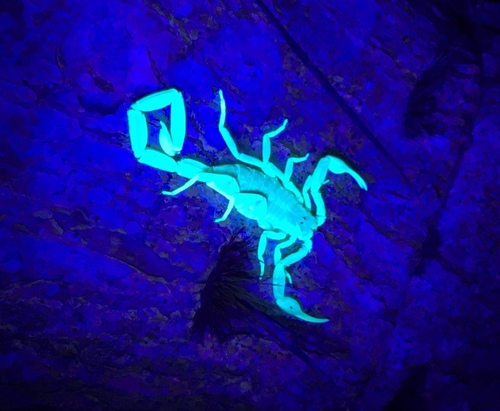 Striped Bark Scorpion, 78596, Weslaco, TX, US, photo 7 of 10