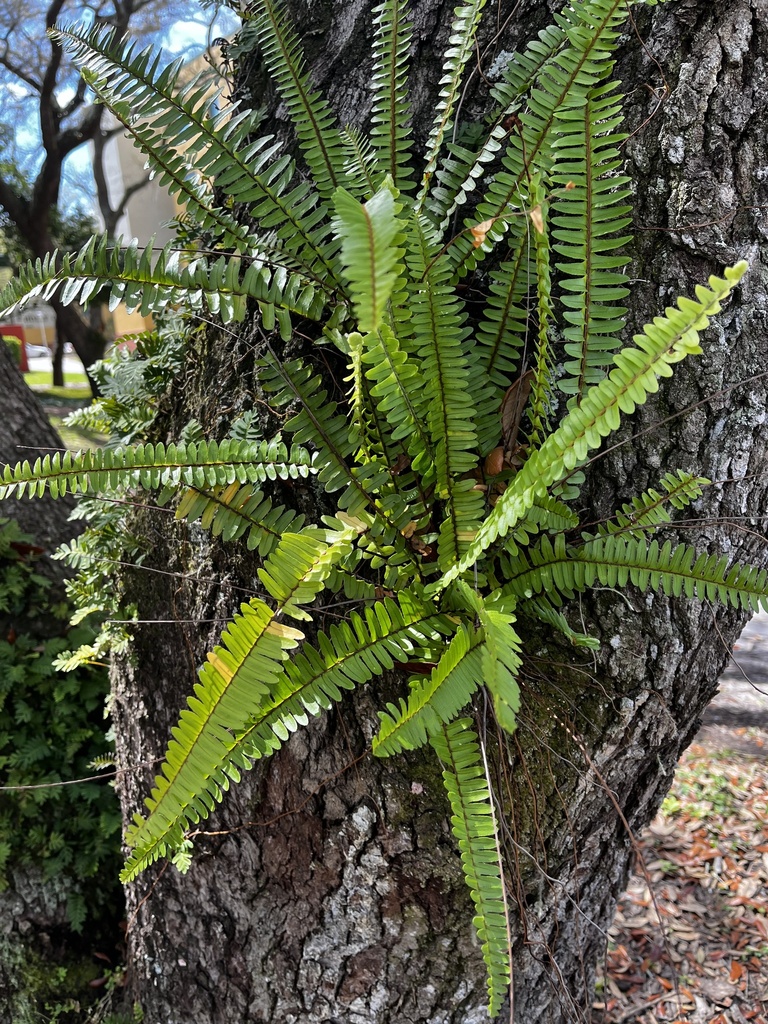 southern sword fern from University of South Florida, Tampa, FL, US on ...