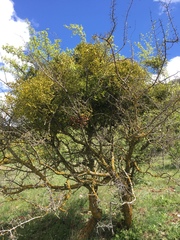 Viscum cruciatum