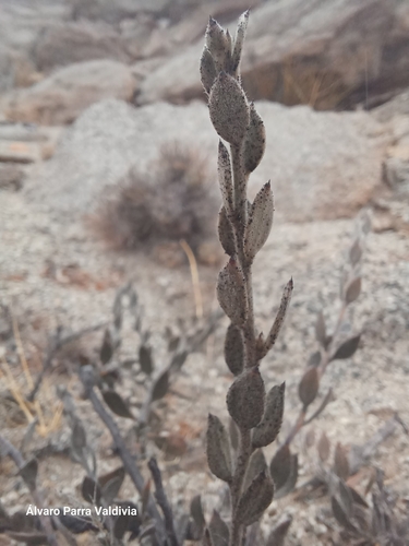 Image of Krameria cistoidea by (c) Álvaro Parra Valdivia, some rights reserved (CC BY)