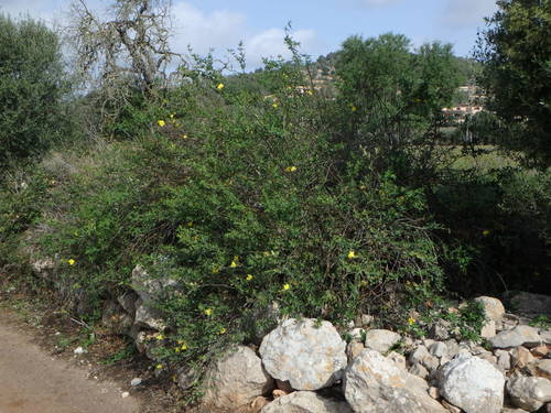 Jasminum mesnyi