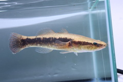 Sleepy Cod photo 3