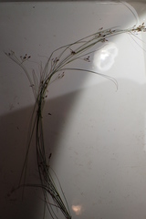 Rhynchospora rariflora