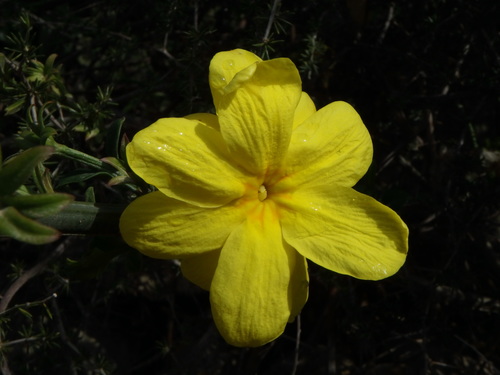 Jasminum mesnyi
