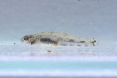Northern Snubnose Goby photo 5
