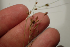 Rhynchospora rariflora