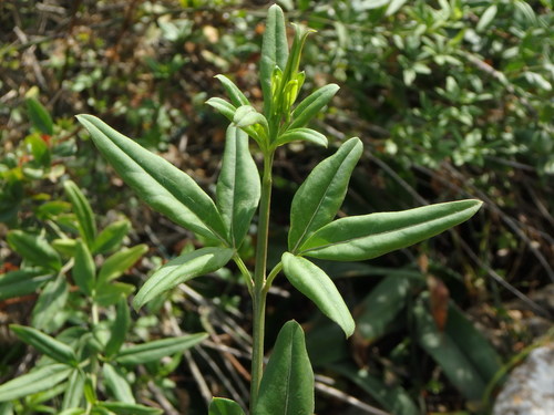 Jasminum mesnyi